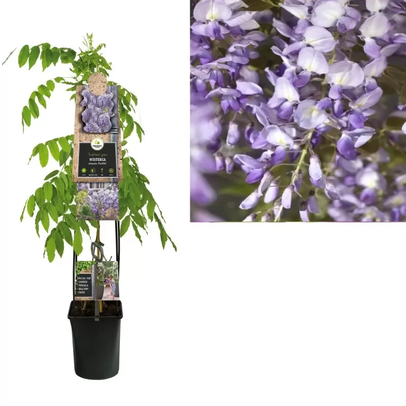 Wisteria Sinensis 'Prolific' | Blauwe Regen Pot23cm