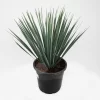 Yucca Rostrata | Palmlelie