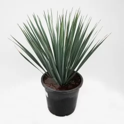 Yucca Rostrata | Palmlelie