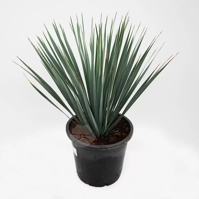 Yucca Rostrata | Palmlelie